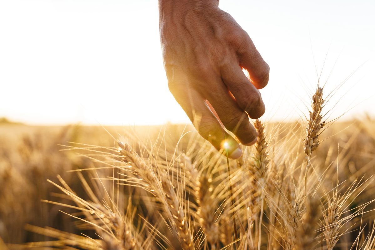 cropped-image-of-man-examining-harvest-at-cereal-f-2022-02-02-03-59-39-utc-1199x800